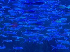 -正佳极地海洋世界