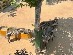 -西霞口神雕山野生动物世界