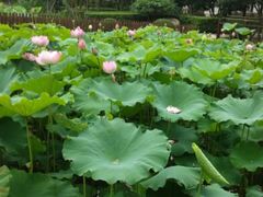 android_upload_pic-陈家山荷花公园