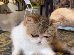-平行世界·猫咖(首经贸店)