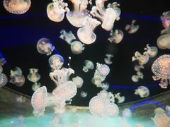 -海合安成都极地海洋公园