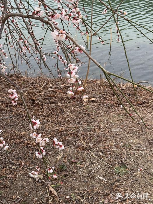 白塘生态植物园图片