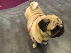 -MOLLY'S萌宠生活馆