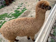 -中国石化加油站(路顺鑫加油站)