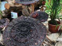 -南通洲际绿博园