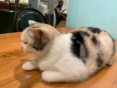 -猫小院猫主题餐厅(三里屯店)