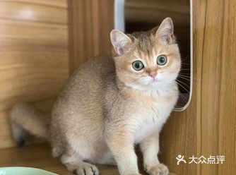 经常要出差的缘故，朋友介绍这家奉贤最有人气的宠物馆