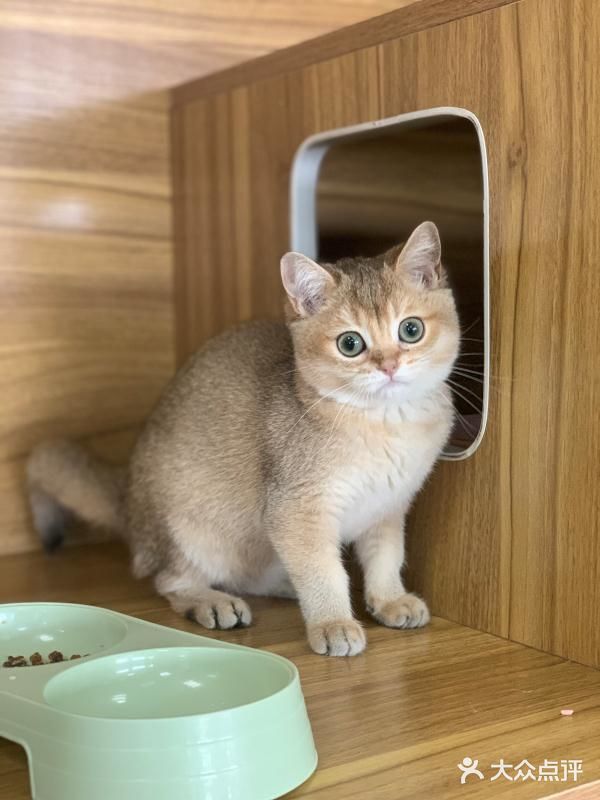 奉贤最萌的猫咪馆 