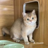 奉贤最萌的猫咪馆 