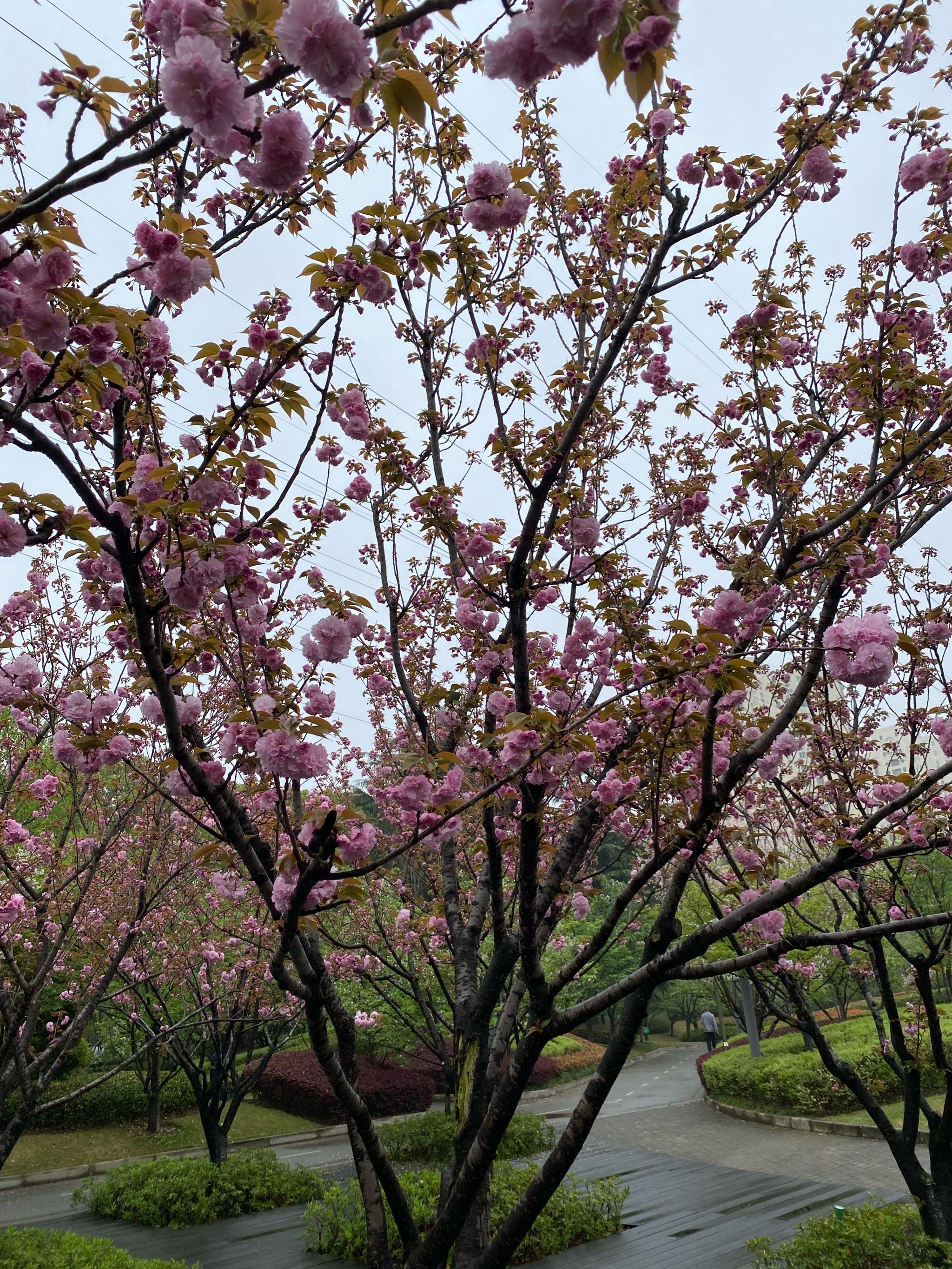 小区花坛