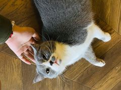-蓝鲸·缅因猫舍