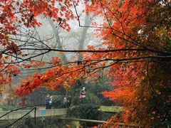 -西湖风景区十里琅珰-五云山