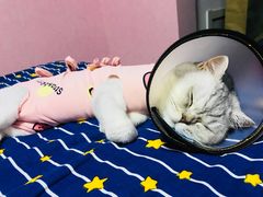 -喜多萌中农锦绣动物医院24H·猫科·牙科MRI·CT