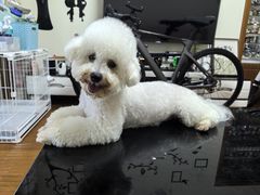 -翊宠yipet猫狗购宠庄园犬舍•猫舍