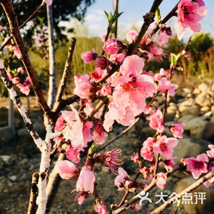 桃花島景區圖片 - 第6張