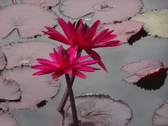 -国家植物园南园