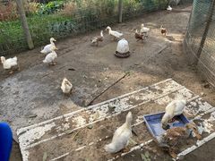 -前小桔亲子创意农场·草莓采摘·露营烧烤