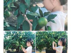 -前小桔亲子创意农场·草莓采摘·露营烧烤