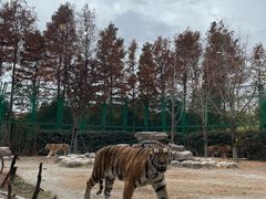 -上海野生动物园老虎餐厅