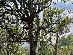 -汉艺唐风茶艺培训(联发华美空间店)