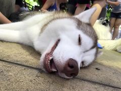 -TrueLove @ Neverland (Husky Cafe)