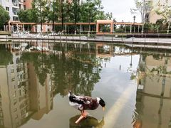 -梧桐人家中国太平国际健康颐养社区