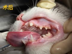 -柏萃动物医院·骨科·牙科