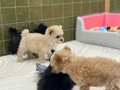 -帕帕拉兹宠物(亚洲旗舰店)