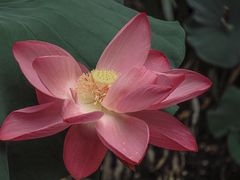 -陈家山荷花公园