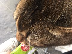 -喵屿·大理花园猫咖