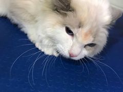 -酷狗靓猫宠物·洗护·美容·寄养(航北路店)