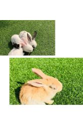 -萌宠亲子动物乐园(槐房万达店)