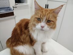 -喵园·猫主题咖啡厅·撸猫·猫咖(国贸店)