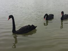 -荷兰花海