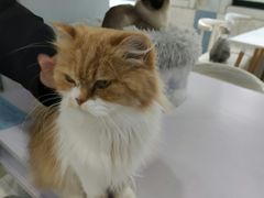 -喵的天空名猫咖啡馆·撸猫·猫舍·用品