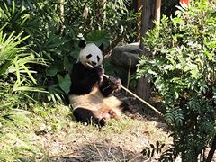 -深圳野生动物园