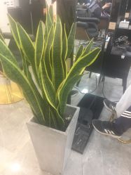 -AYO SALON
