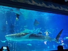-烟台海昌鲸鲨海洋公园
