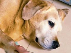 -爱侣宠医·鹦鹉专科·小型哺乳类·异宠专科(灵石路店)