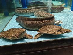 -阿伟海鲜楼·福建菜(延寿店)