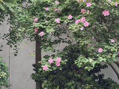 -南京市民俗博物馆(甘熙故居)
