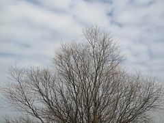 -上海滨江森林公园