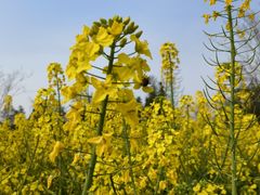 -桉树林A coffee 森林餐厅(三圣乡店)