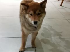 -柴务处·柴犬主题狗咖