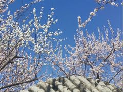 -桃花堤公园
