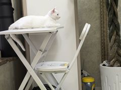 -半岛宠物医院24小时(科华中路店)