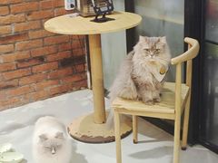 -豆逗聊愈猫阁Easy Life