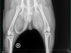 -爱妮康宠物医院·干细胞免疫细胞·肿瘤·心脏(张江店)