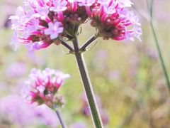 -紫海香堤香草艺术庄园