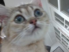 -楼上猫咖(罗湖店)